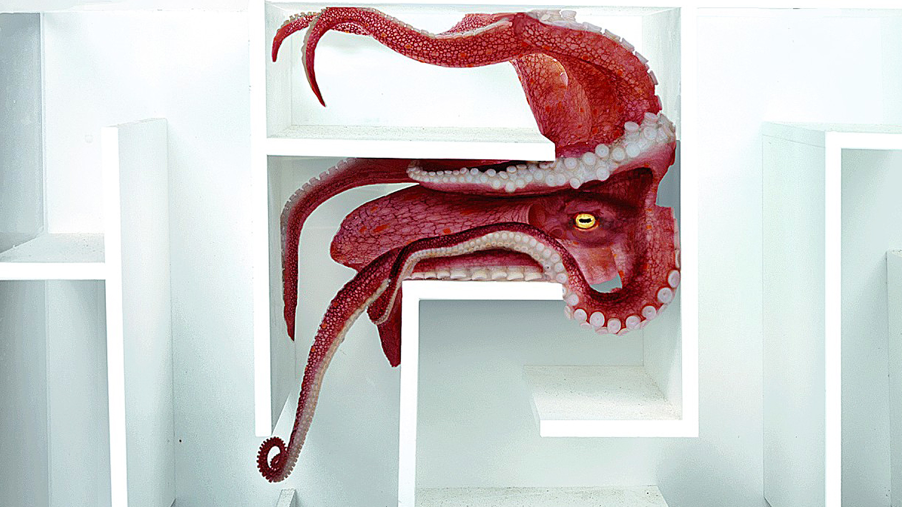 Octopus vs. Underwater Maze